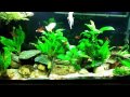 Are Nitrates Good For Aquarium Plants