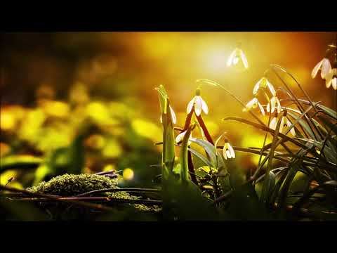 Cafe De Anatolia Meditation - Calm Deep Meditation ◆ Música de Meditación ◆ 冥想音乐 ◆ موسيقى التأمل