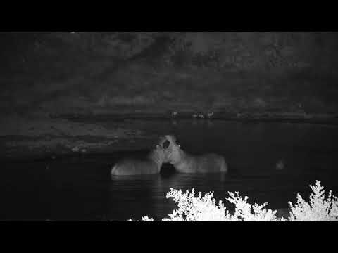 Djuma: Two Hippos continue to enjoy the time in the dam-P1:2 - 02:09 - 04/04/19