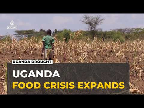 Uganda drought: Hunger crisis looms amid worst drought in decades