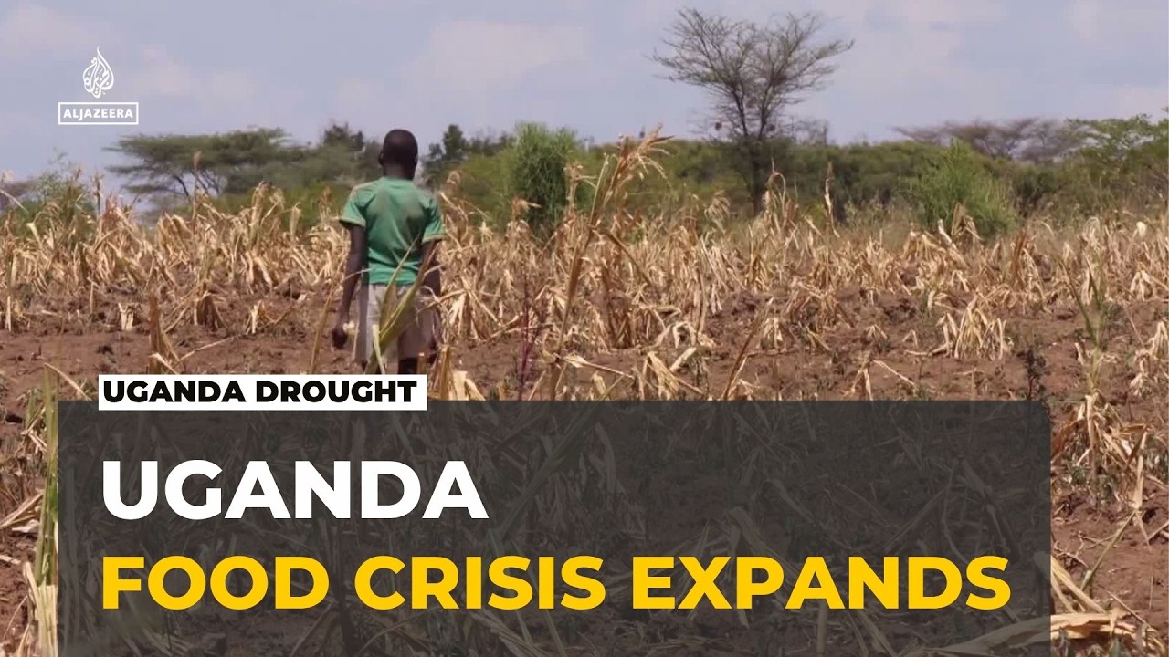 Uganda drought: Hunger crisis looms amid worst drought in decades