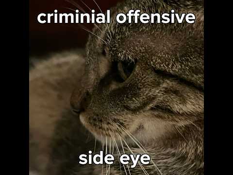 My cat Shyla was giving me that side eye #shyla#cat#cute#sideeye