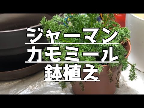 カーペット カモミール、コーカサス カーペット カモミール 植物