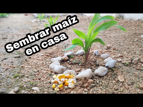 , title : 'COMO SEMBRAR MAIZ 2020 en CASA muy FACIL | Maíz en el PATIO | En el JARDIN | APRENDE a PLANTAR maíz'