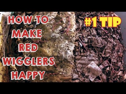 How to Make Red Wigglers Happy | Vermicomposting