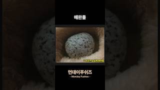 애완돌 《먼데이푸쉬즈》 #shorts