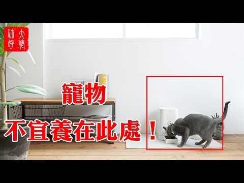 養蜥蜴風水