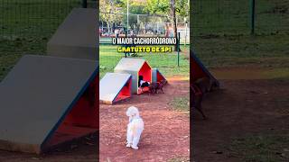 Download lagu THE BIGGEST DOG AREA IN SP! In Ibirapuera Park - What to do in SP mp3 Download lagu THE BIGGEST DOG AREA IN SP! In Ibirapuera Park - What to do in SP mp3