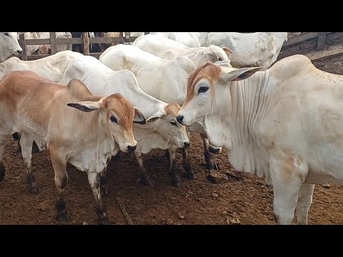 FEIRA DE GADO DE CAMPO GRANDE-AL #nordeste GADO DE LUXO NA FEIRA 