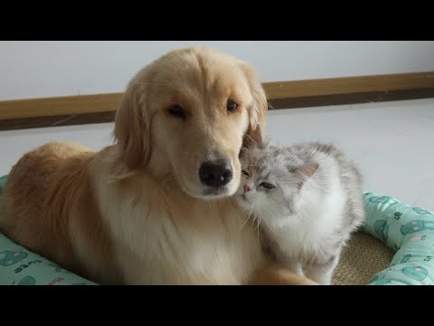 The Cat fell in love with the Golden Retriever, madly in love!