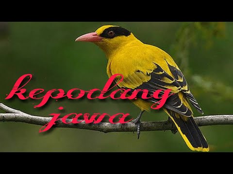 Kepudang Novyj Trend Smotret Onlajn Na Sajte Trendovi Ru