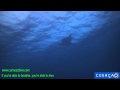 Two Days Diving Two Mantas Spotted