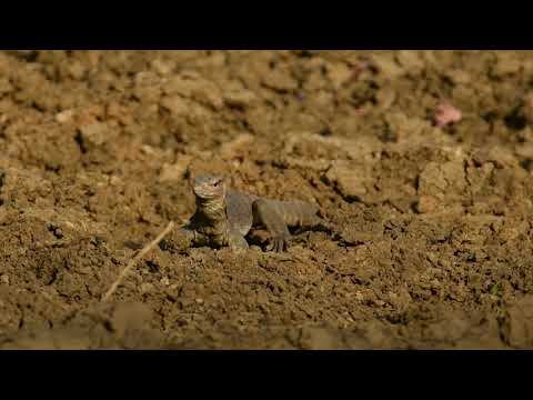 Monitor Lizard Digging Soil in search of Food in  Tadoba Tiger reserve