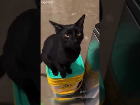 Cat Funny Videos 🐈‍⬛ Cats Being Cats 😹 # Episode 8008