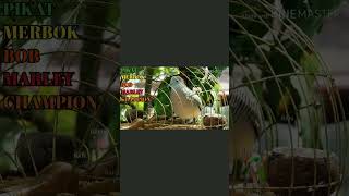 Download lagu MERBOK PIKAT BOBMARLEY MERBOKKAMPUNG KOCAK GONDANG PERKUTUT ZEBRADOVE mp3 Download lagu MERBOK PIKAT BOBMARLEY MERBOKKAMPUNG KOCAK GONDANG PERKUTUT ZEBRADOVE mp3