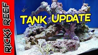 Reef Tank - Back with an update - Many changes