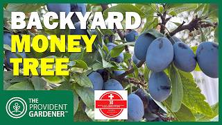 Food Security Investment: $25 Tree Pays $9,460 Over 20 Years #30daysofpreparedness2025