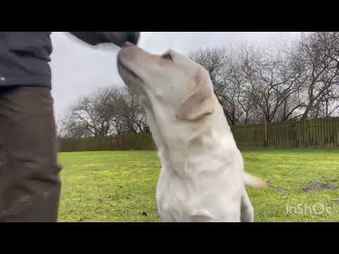 Asti Structure and Gait analysis 2022