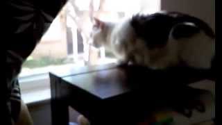 VIDEO FOR SATANIST, DEVIL WORSHIPPERS, WITCHES &amp; WARLOCKS