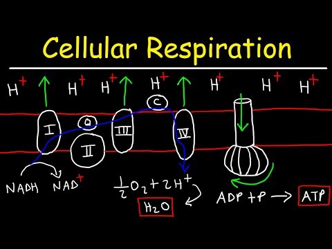 Cellular Respiration