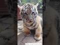 cute tiger cub playing || 😳❤️ #shorts#youtubeshorts#tiger #tigercubs#babytiger#cubs