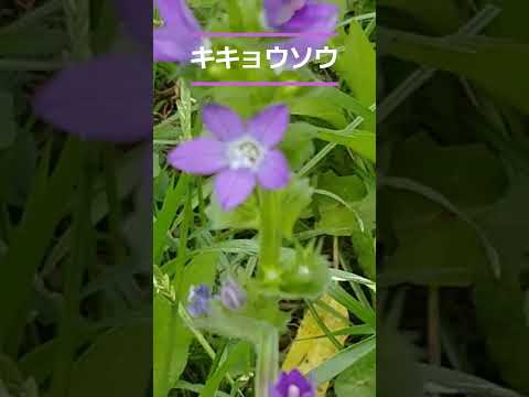 ラプンツェル桔梗 植物