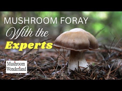 Mushroom Foray with the Experts 2025