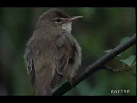 Geo 1992 "L'usignolo, il cantore della notte", Gianclaudio Lopez