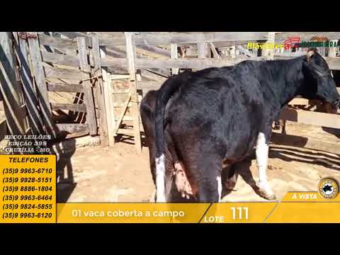 Lote 111 Leilão 399 data 22/08/2021 - Corte - Reco Leilões