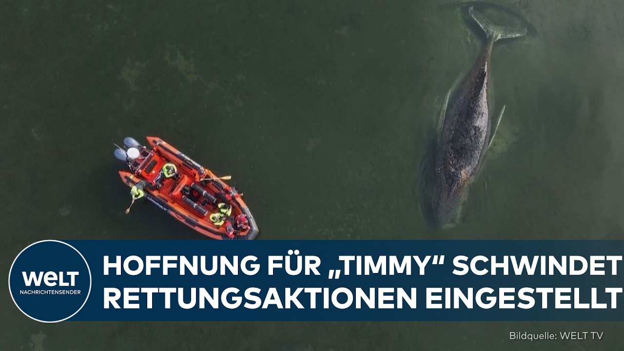 OSTSEE: Hoffnung für Timmy schwindet – Alle Rettungsaktionen für den Buckewal eingestellt