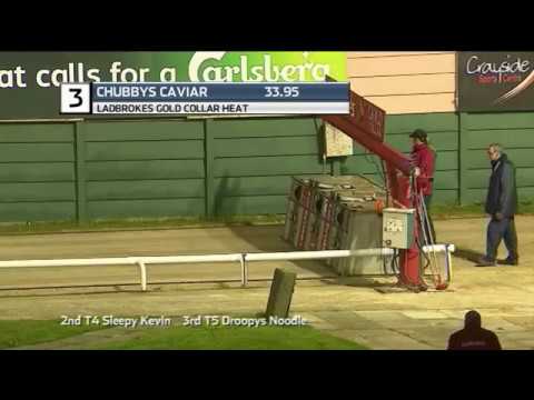 2019 LADBROKES GOLD COLLAR - HEAT 5 - T3 CHUBBYS CAVIAR