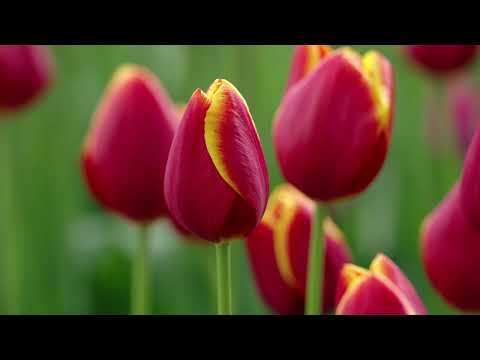 Keukenhof 2023 - Willem Alexander pavilion