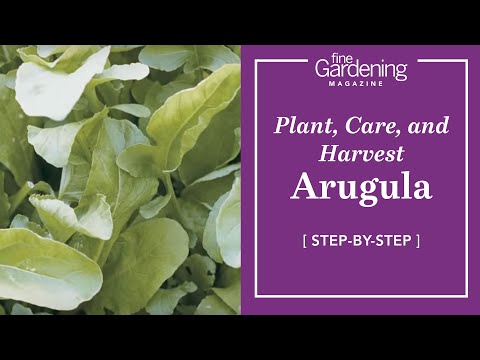 , title : 'Arugula - Plant, Care, and Harvest'