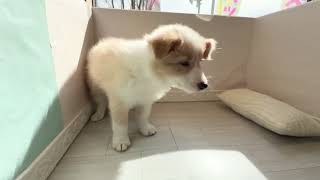 ボーダーコリーの動画01