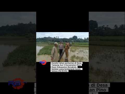 Banjir Rendam Area Pertanian di Bengkulu Selatan 