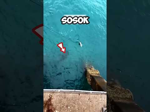 Pria Ini Pancing Ikan Monster di jembatan tepi Laut—Hasilnya di Luar Dugaan ⁉️😱#shorts