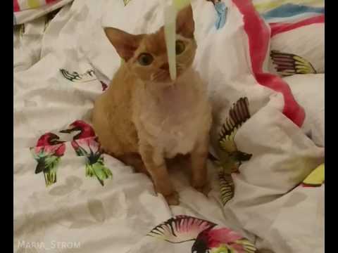 Always play before bedtime! Ninette