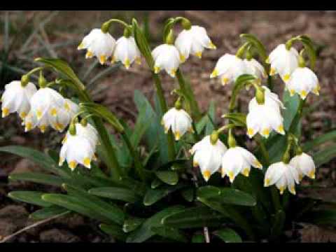 Grupul din Valencia - Adeseori cararea mea - acordeon