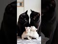 A Mix Match Family Four Cats And Their Adorable Color Combo