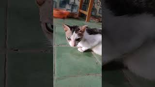Download lagu mamah gudik bumil #cutecat #kitten #funnycats #catshorts #catlovers #videotrend #fypage #cutecat mp3