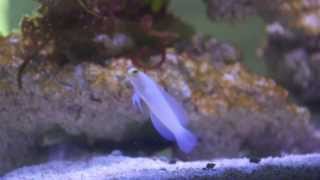 Yellowhead Jawfish eating baby brine shrimp in 125 g Caribbean biotope