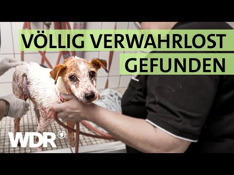 Hund mit Milbenbefall ausgesetzt: Zustand schockt die Tierheim-Crew | S01/E03 | Hallo Tierheim | WDR