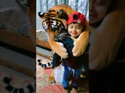 tiger with izhan #tiger #izhan #animals #shorts #viral #trending