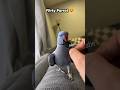 3 FUNNY Parrot Conversations You Won T Believe Are REAL Facts Animals Shorts