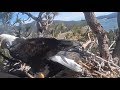 Big Bear Eagles Oops Shadow STEPS All Over Jackie Delivering A Huge Antler Branch 2 5 20