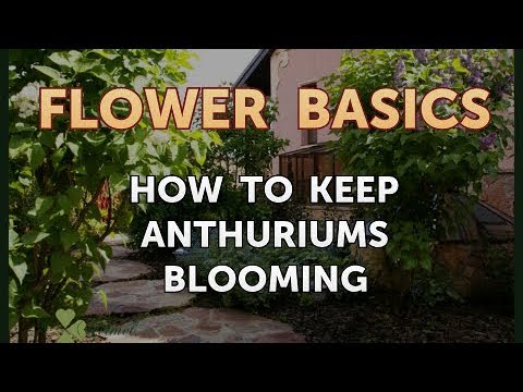 How to Get More Canna Lily Blooms