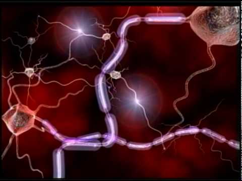 What is Myelin? - National MS Society