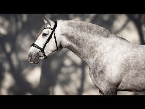 **SOLD** Piro Free PRE Gelding with top mind (REF#518)