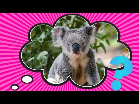 Koalas Aren’t Bears, So Why Do People Call Them “Koala Bears”?