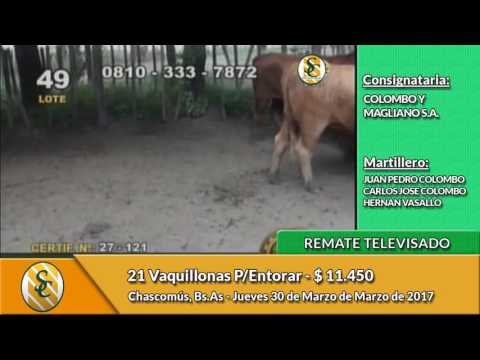 30-03-17 - Venta de Vientres - Remate Televisado de Colombo y Magliano - Chascomús